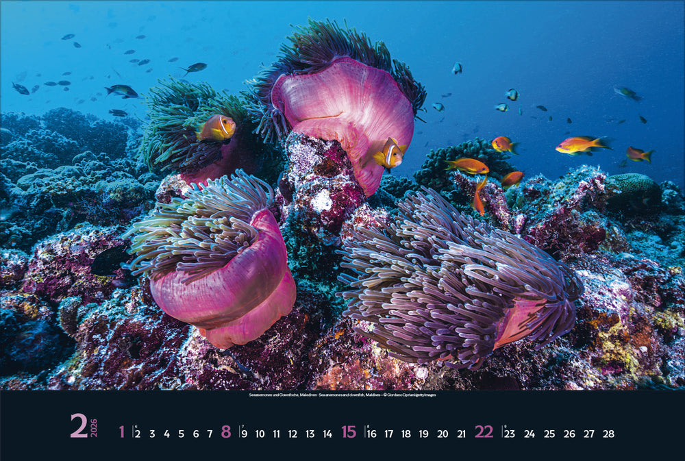 Korsch Verlag Magie der Meere – Bildkalender 2026 – 58 × 39 cm