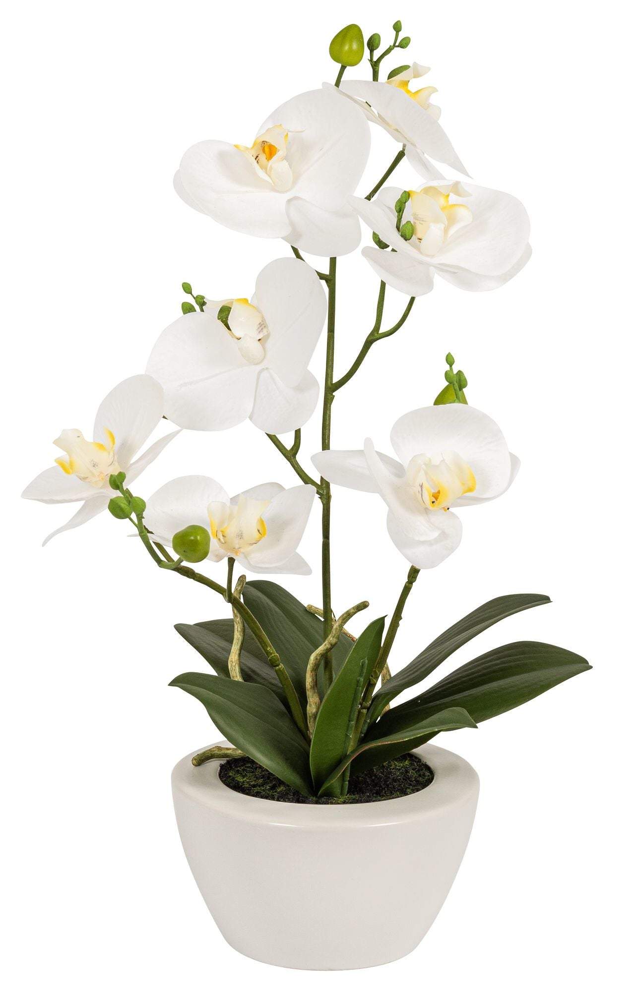 Botanic-Haus Phalaenopsis Künstliche Blütenpflanze – 67 cm – Kunststoff, weiss