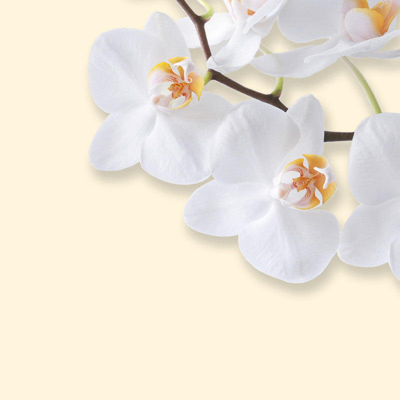 Sigel Designpapier White Orchid – A4, 90 g/m², 50 Blatt