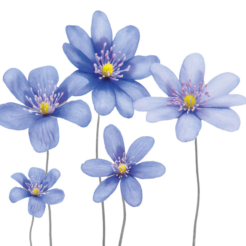 Atelier Servietten Blue Flowers – 33 × 33 cm – 3-lagig, Tissue – 20 Stk.