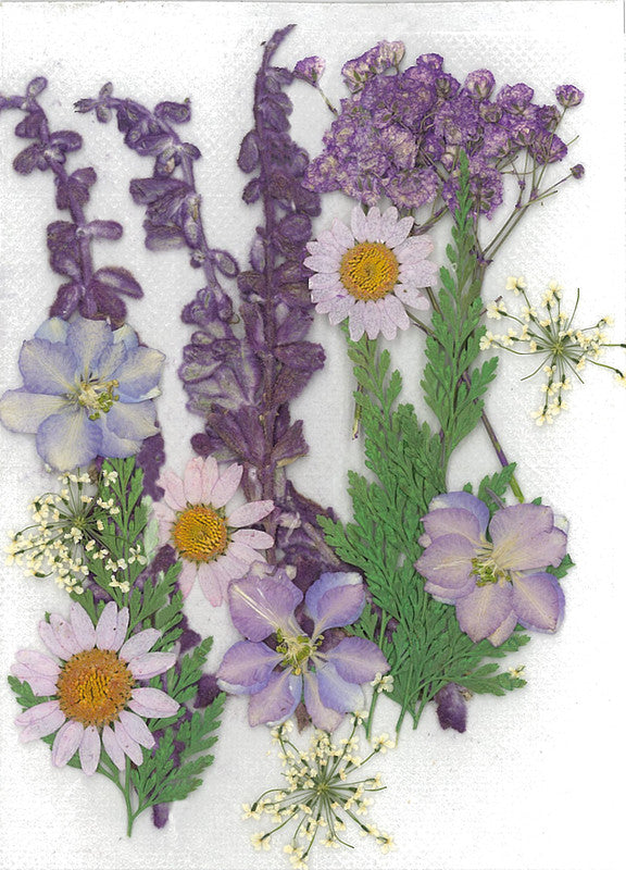 Stafil Gepresste Trockenblumen – Violett – 130 × 180 mm, 1 Stück