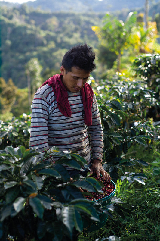Tropical Mountains Bohnenkaffee Paradiso – 1 kg – Arabica/Robusta – Mittlere Röstung – Intensität 4/6
