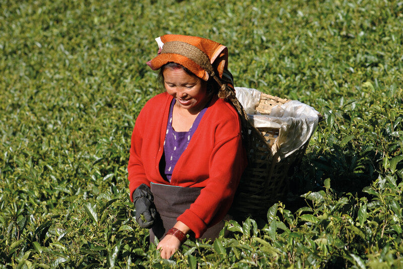 Sirocco Teebeutel – Bio, Karton