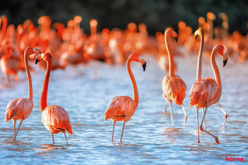 Kolma Schreibunterlage – Flamingos – 500 × 340 mm – Kunststoff, rutschfest