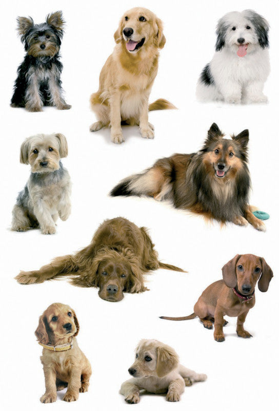 HERMA Schmucketiketten – Hundefotos – 27 Stück – permanent – mehrfarbig
