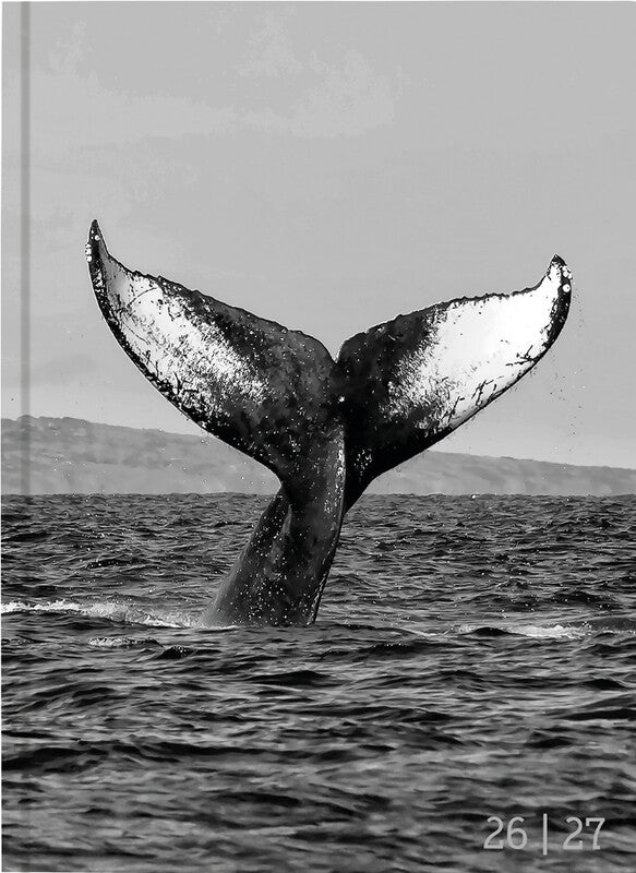 Biella mydiary Schüleragenda – 1 Tag/Seite, gebunden, 12 × 16,5 cm, Aug–Jul, Whale, FSC