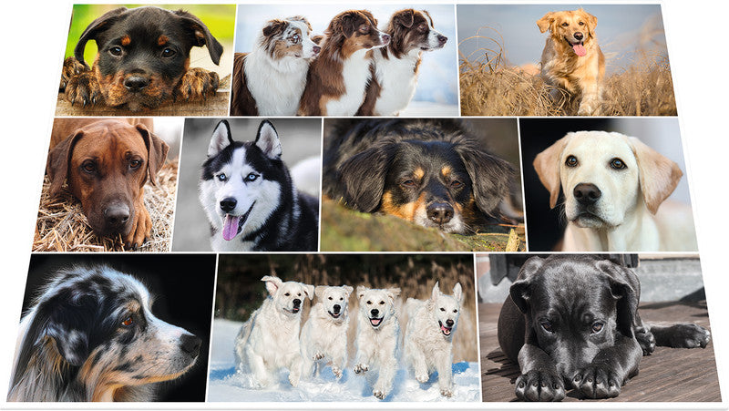 HERMA Schreibunterlage Animals – Hund – 550 × 350 mm – Kunststoff, rutschfest