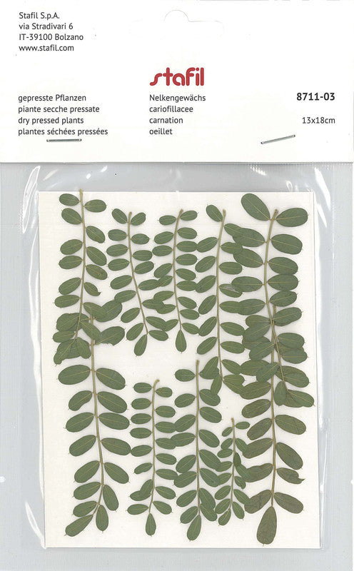 Stafil Getrocknete gepresste Pflanzen – Grün – 130 × 180 mm, Natur