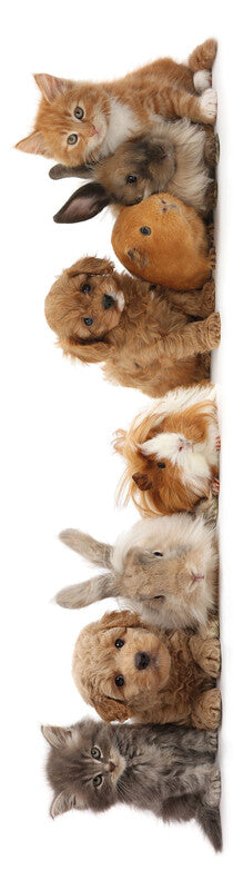 Mapcards.net Lesezeichen – Pet Shop Gang, Kunststoff, 21,5 × 5,5 cm, sortiert