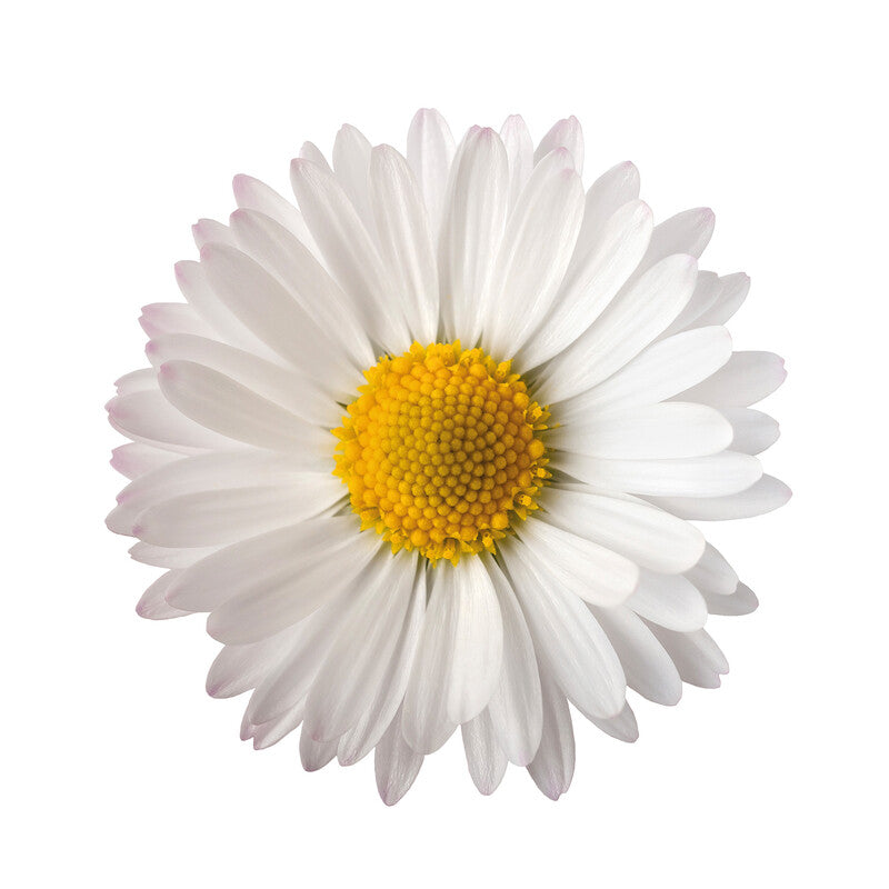 Fasana Servietten Daisy – 33 × 33 cm – 3-lagig, Tissue – 20 Stk., FSC