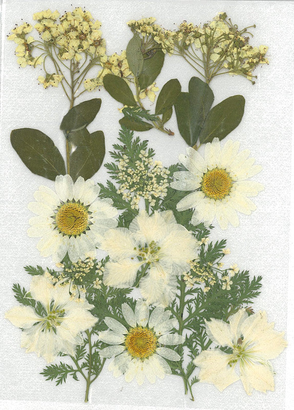 Stafil Gepresste Trockenblumen – Weiss – 130 × 180 mm, 1 Stück