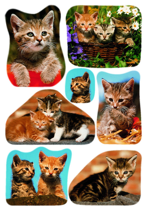 HERMA Schmucketiketten – Katzenfotos – 21 Stück – permanent – mehrfarbig