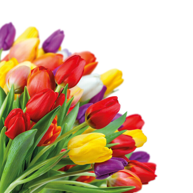 Fasana Servietten Tulip Dream – 33 × 33 cm – 3-lagig, Tissue – 20 Stk., FSC