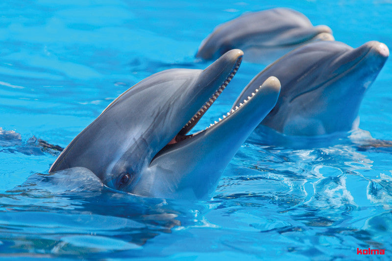 Kolma Schreibunterlage Poster – Delfin – 500 × 340 mm – Kunststoff, rutschfest