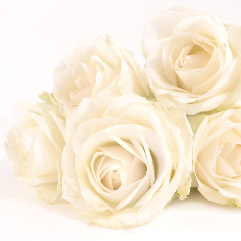 A la carte Servietten Elegant Rose – 33 × 33 cm – 3-lagig, Tissue – 20 Stk.