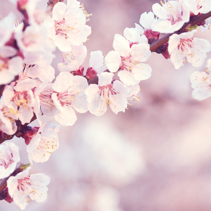 Atelier Servietten Sweet Cherry Blossom – 33 × 33 cm – 3-lagig, Tissue – 20 Stk.