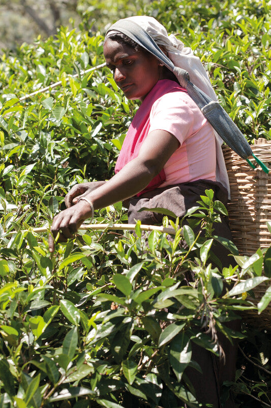 Sirocco Teebeutel – Bio, Karton