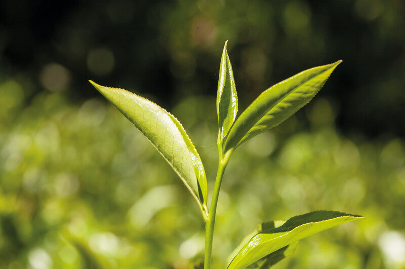 Sirocco Tangerine – Teebeutel, Bio-Rooibos – 20 Beutel